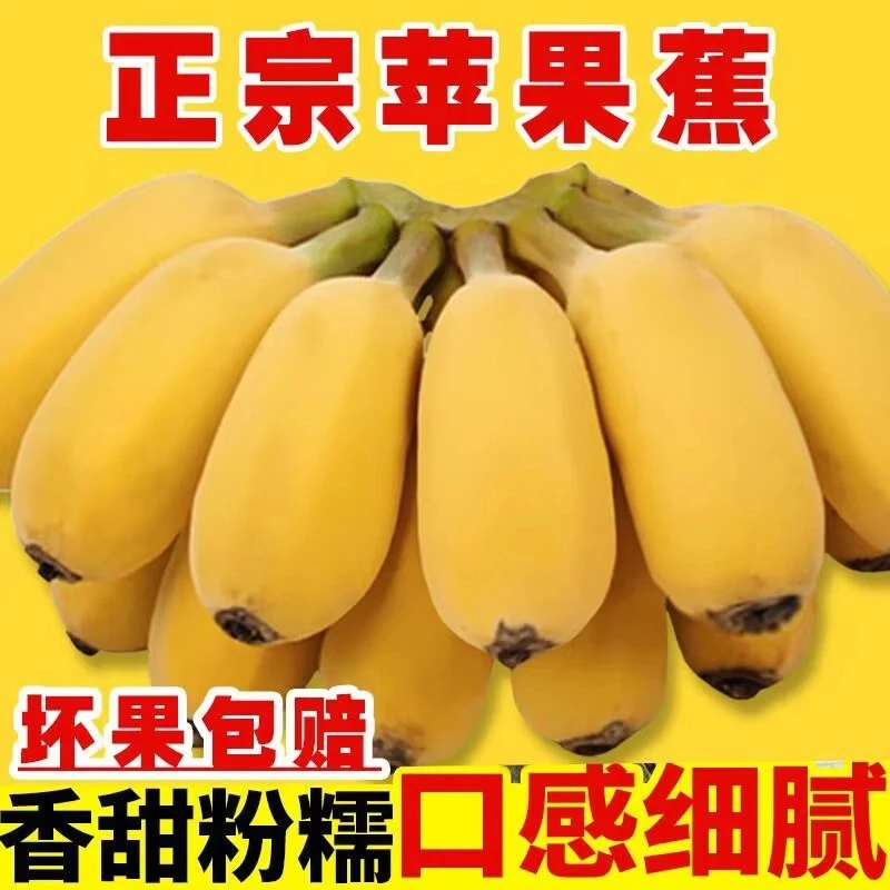 正宗广西苹果蕉粉蕉香蕉软糯香甜当季新鲜水果果园直发