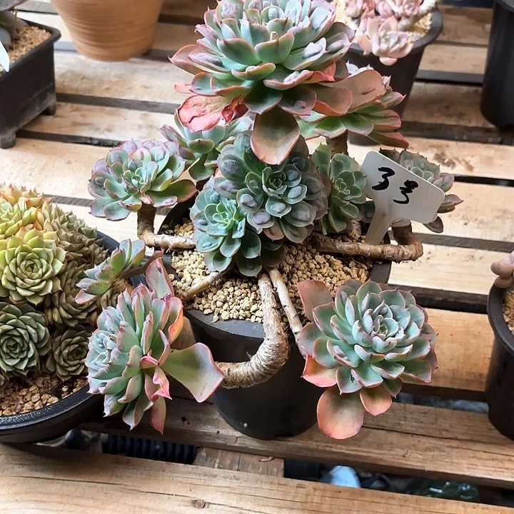 多肉植物，雨滴3号