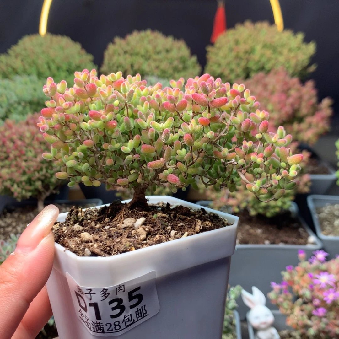 135蜜橘糖球。