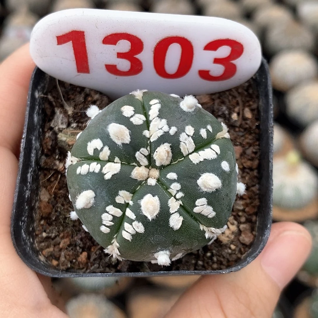 1303五愣兜系列产品