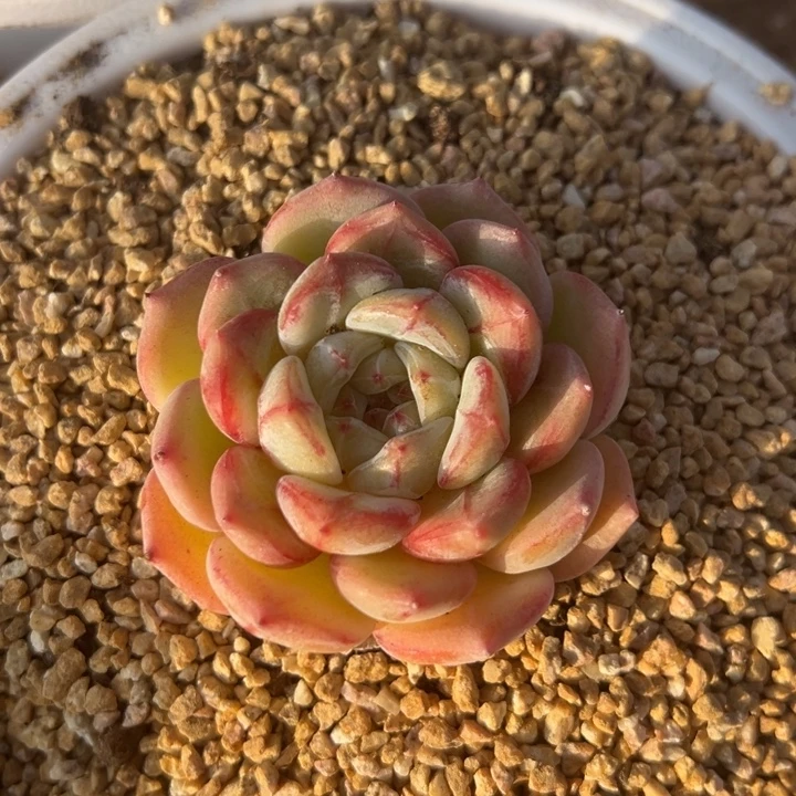 长相思 阿松多肉园