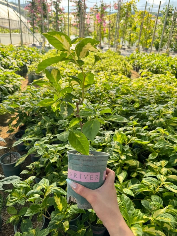 黄白三角梅包新鲜