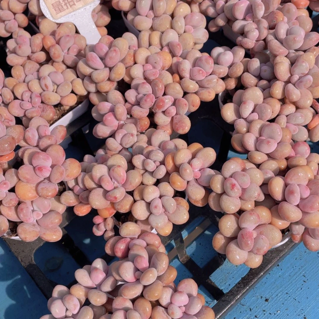 量拍21号 丸叶粉桃蛋拼盘八头起一个