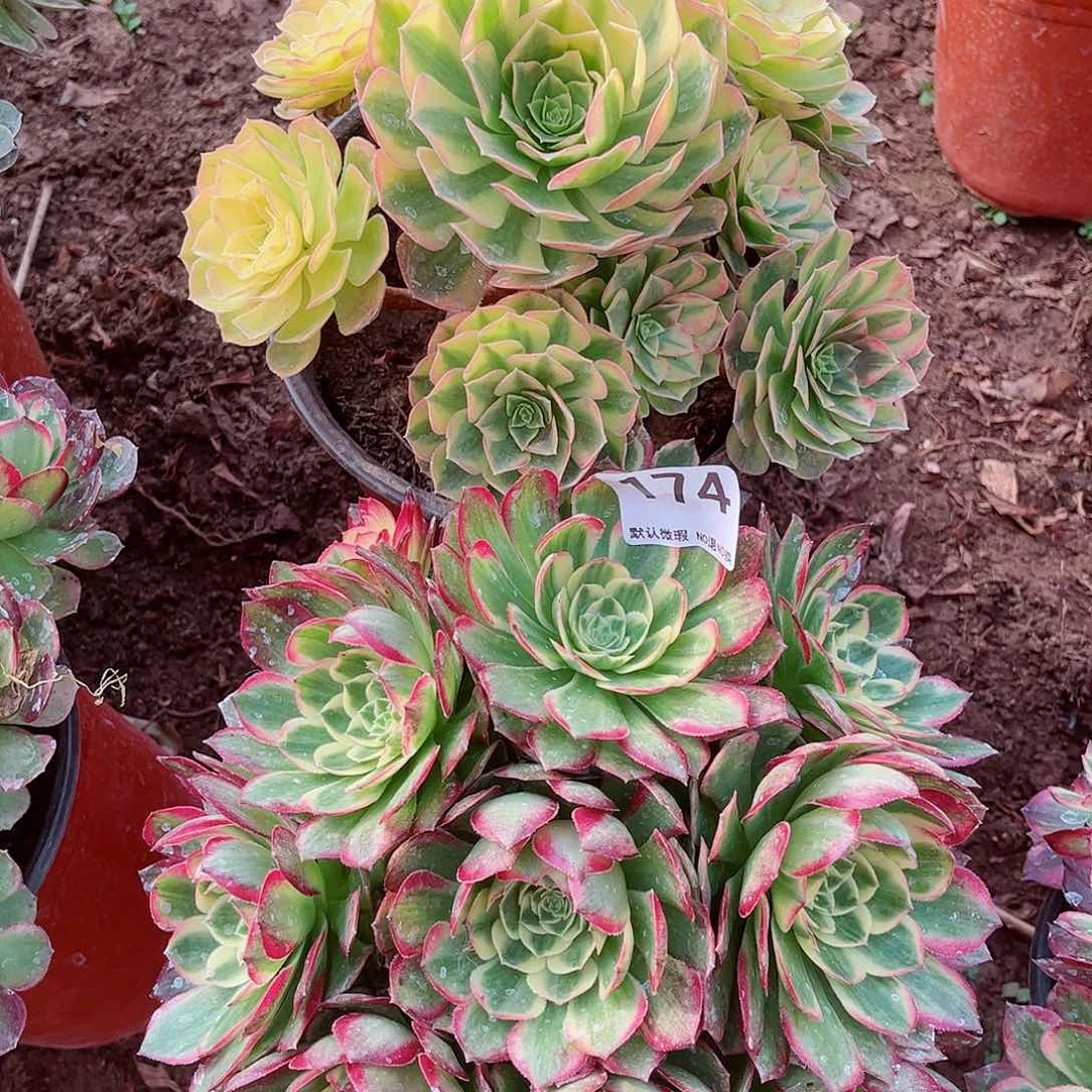 无花朵多肉植物组合175