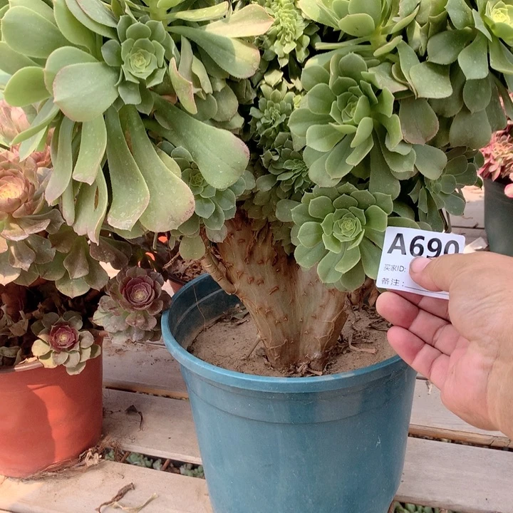 690绿羊绒缀多肉法师