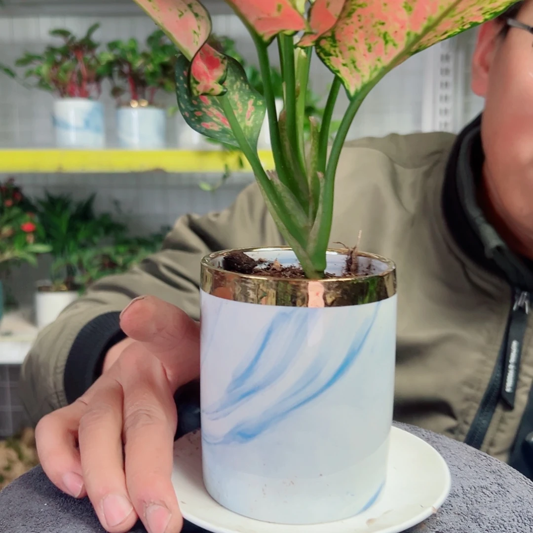 兜***兜无花朵59