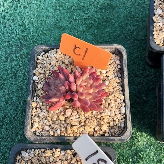 虞美人1号码牌子的话题