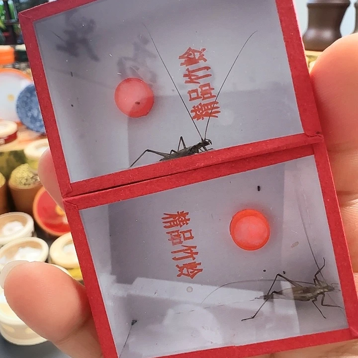 紫竹人工连口2只啊啊啊啊