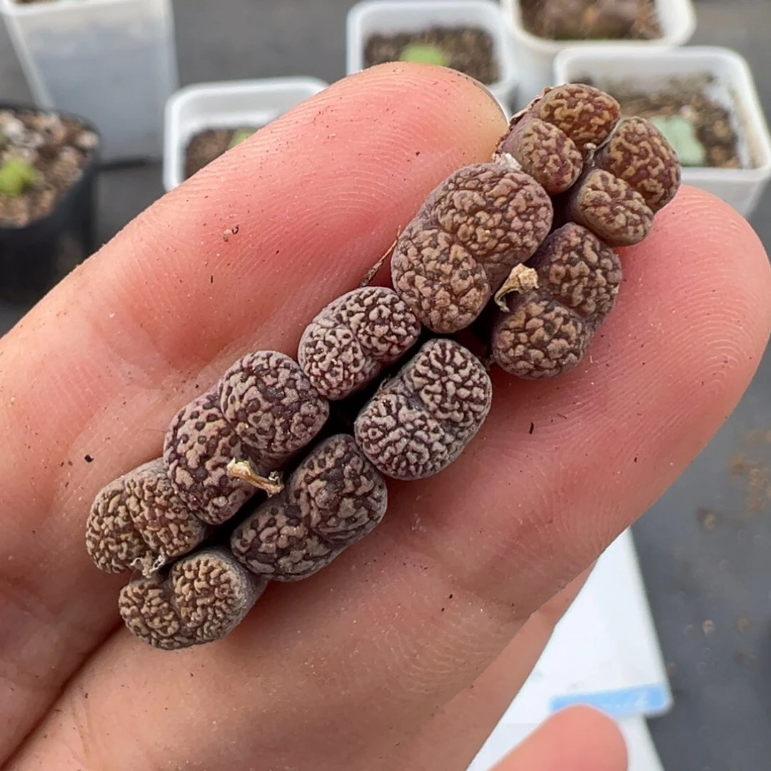 8.4好看的多肉脱土发货976