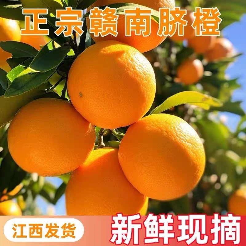 正宗江西赣南脐橙新鲜采摘应季新果香甜多汁赣州直发JD