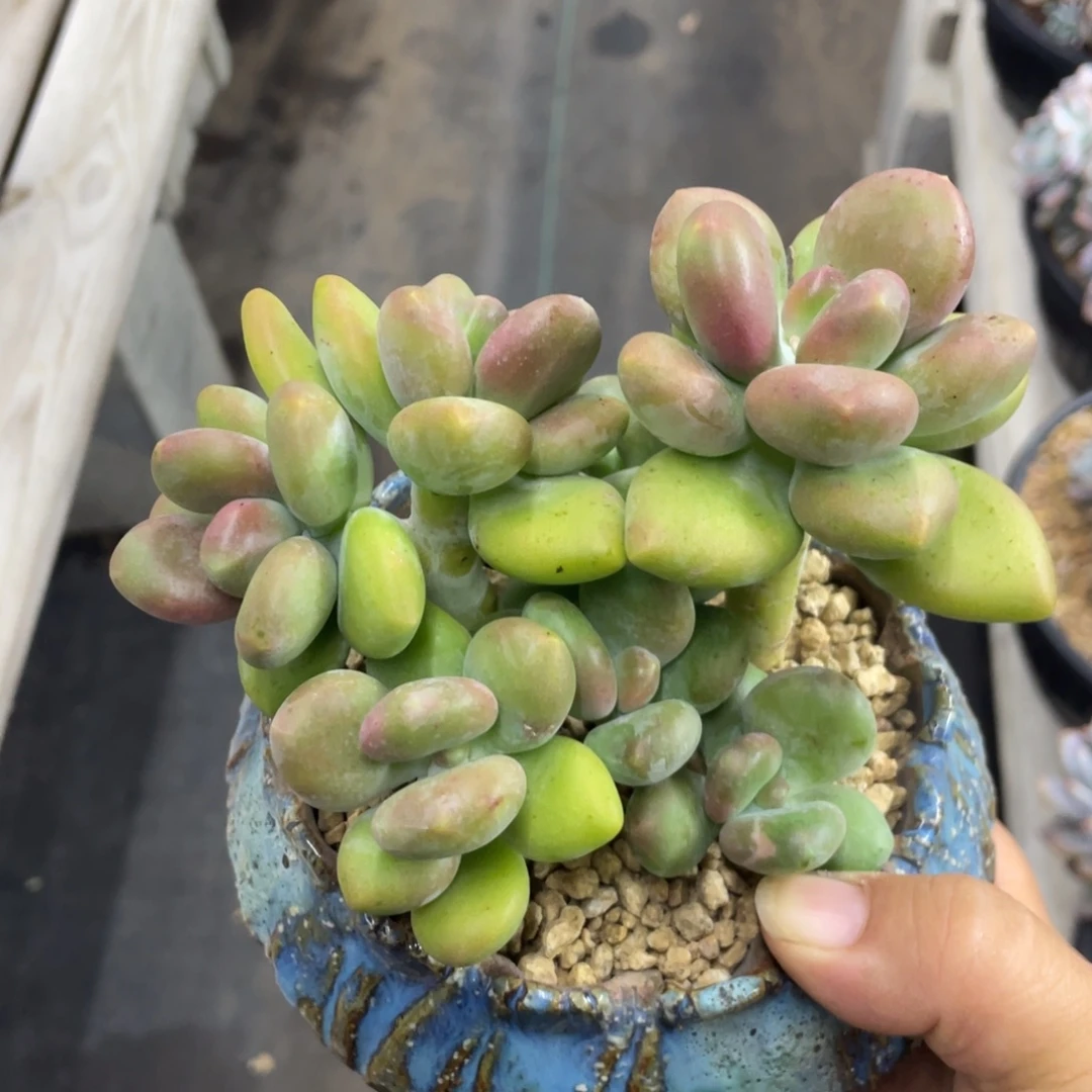 芒果奶酪七头群生无砍无摘