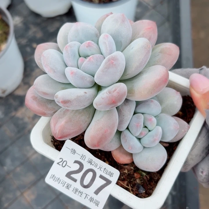 香水无盆土发货无盆土无