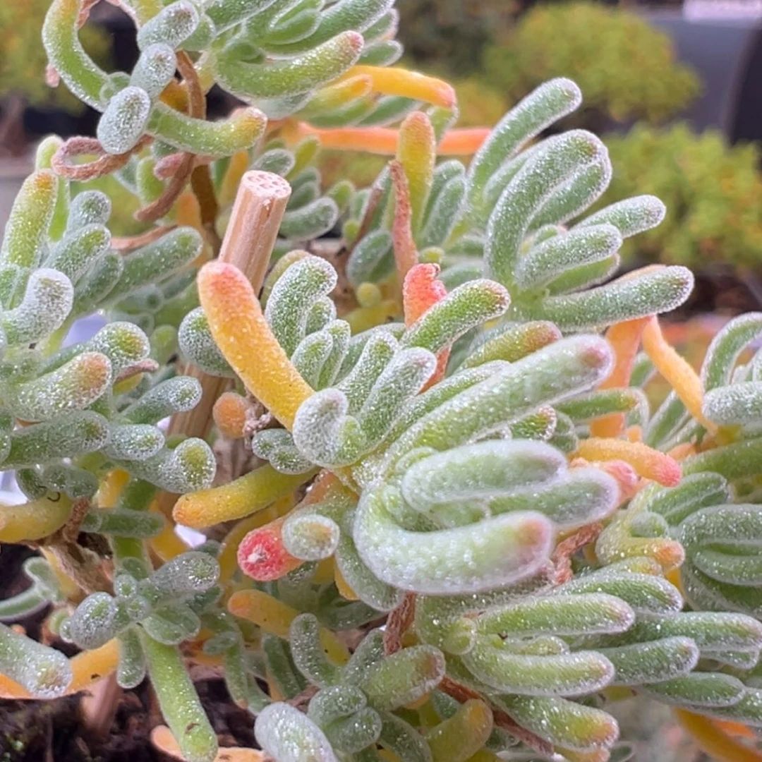 【闪购商品】特dy6702小精控冰霜冠幅6cm