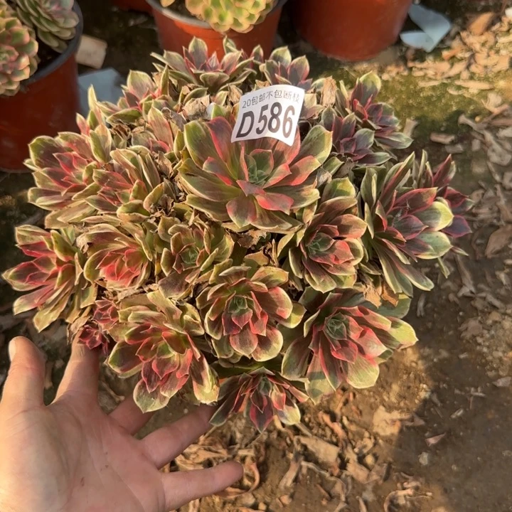 浣纱……多肉植物……