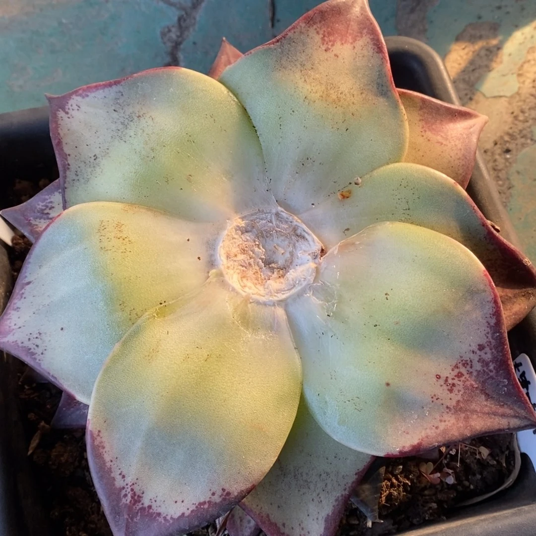 大宽叶外翻底座芽可排