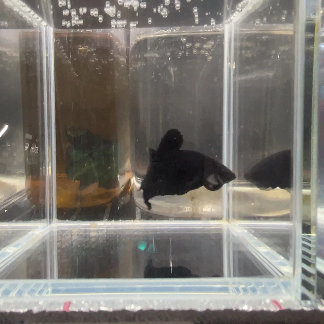 斗鱼12.2 超黑将军 084