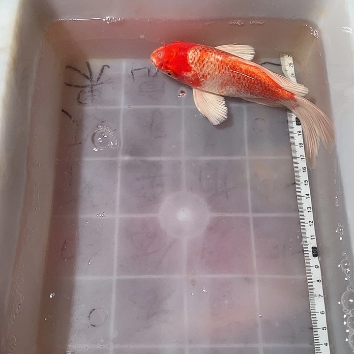 蝴蝶鲤鱼渔场直发36