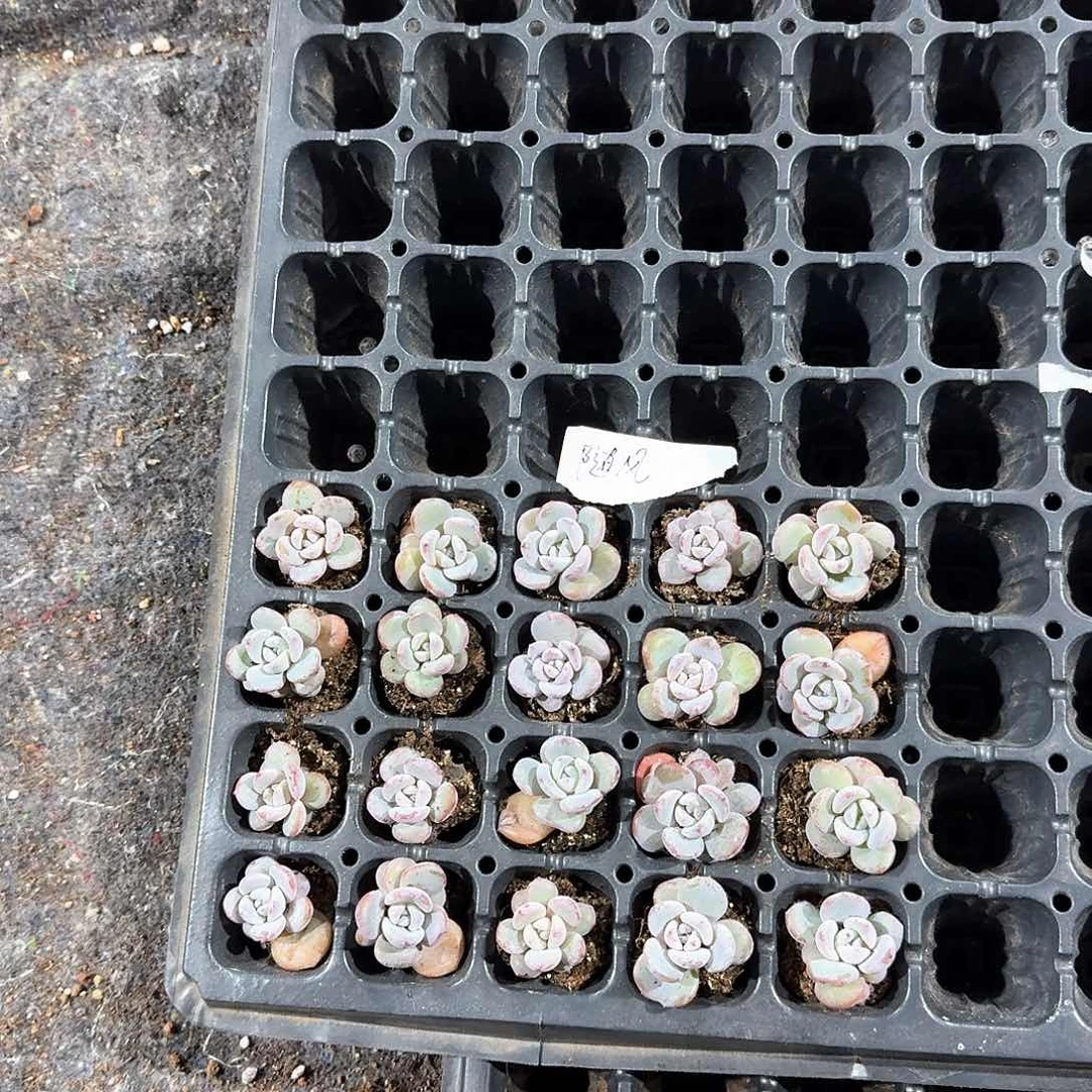 随风一物一拍专拍