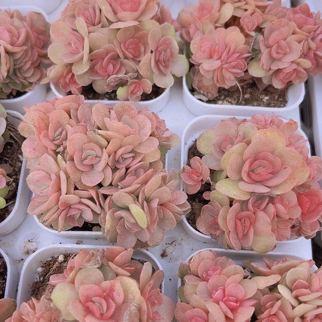 老桩秀妍群19包邮