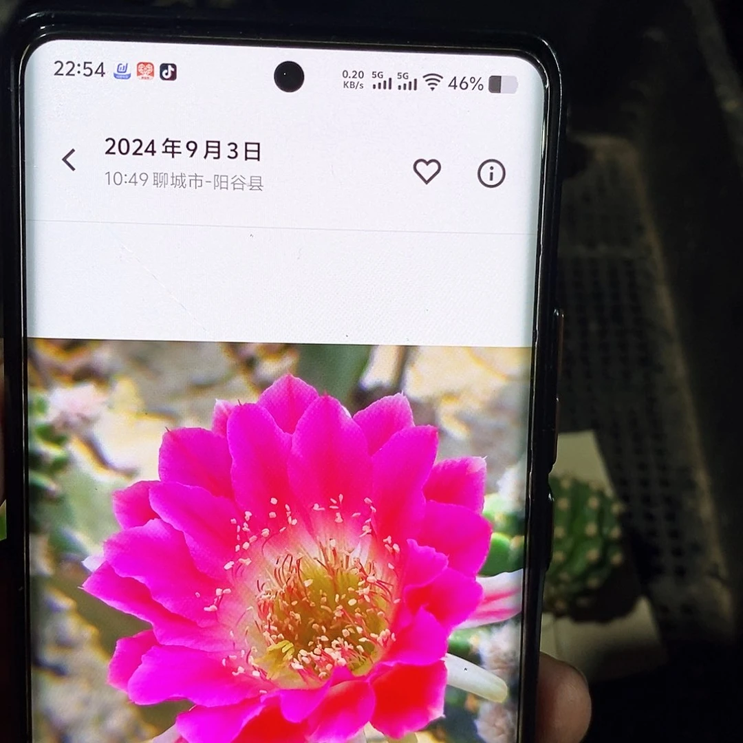 丽 阿尔特娜/侧芽歪20包邮/3–4公分