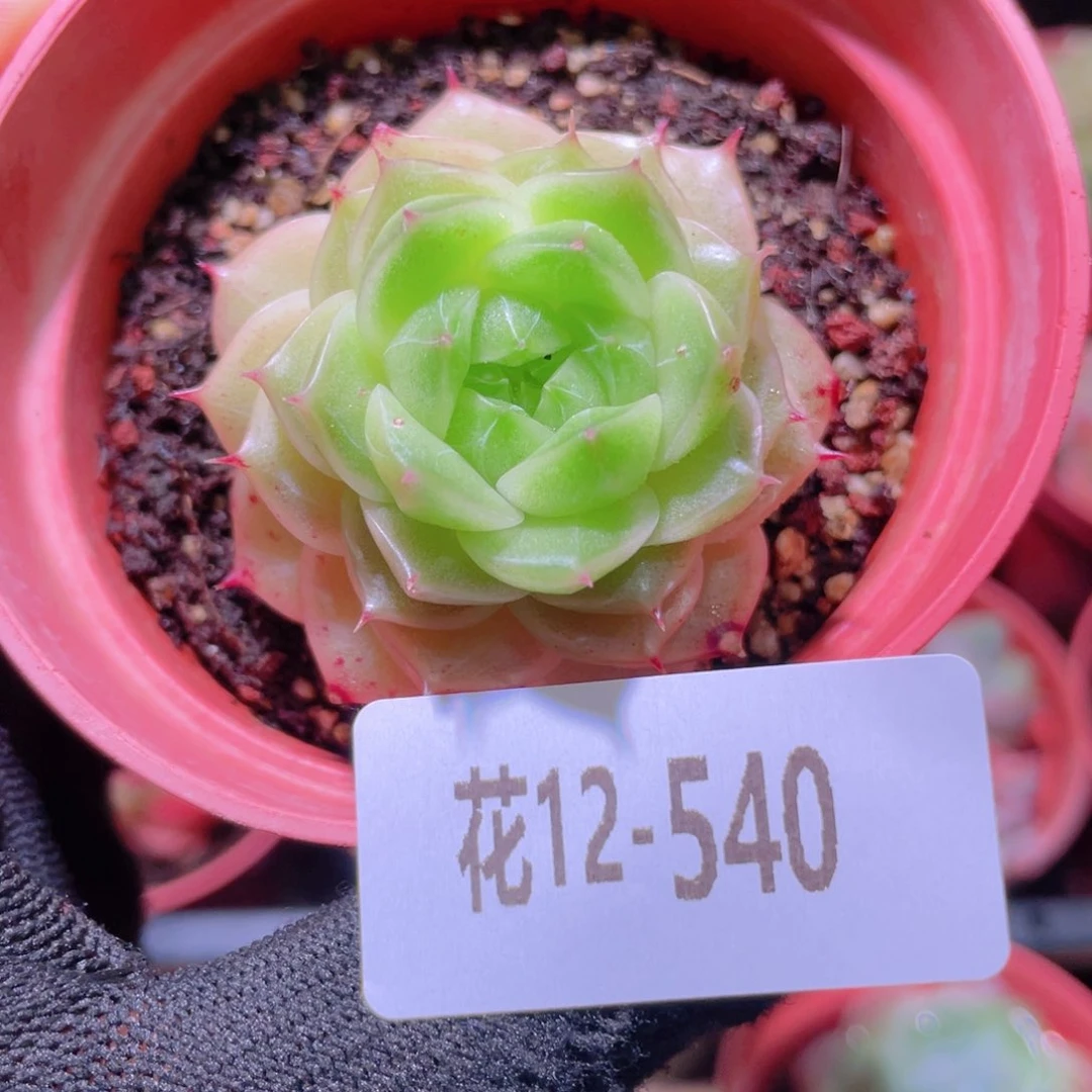 花利美12-540麦秆