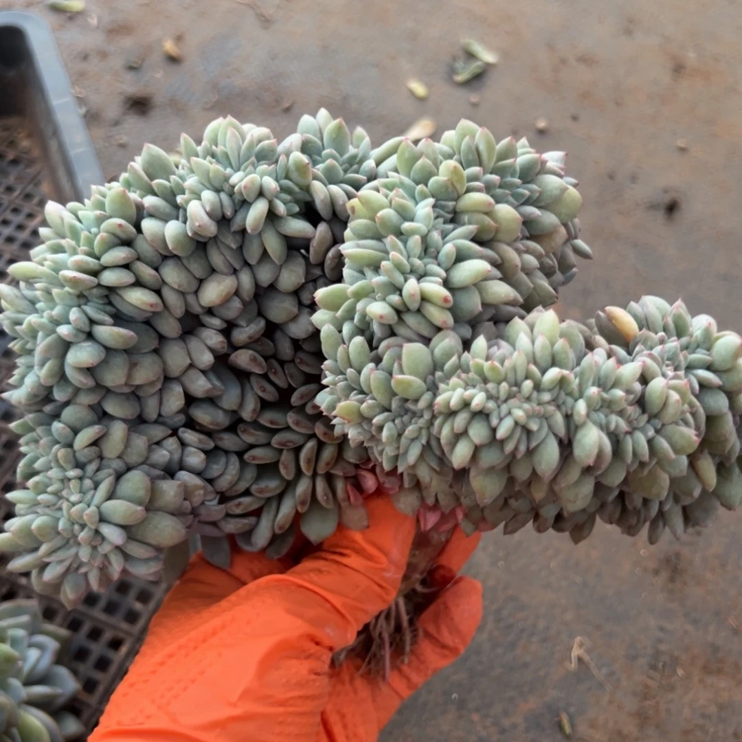 旻***子星影小树缀化呀呀呀呀呀呀呀呀