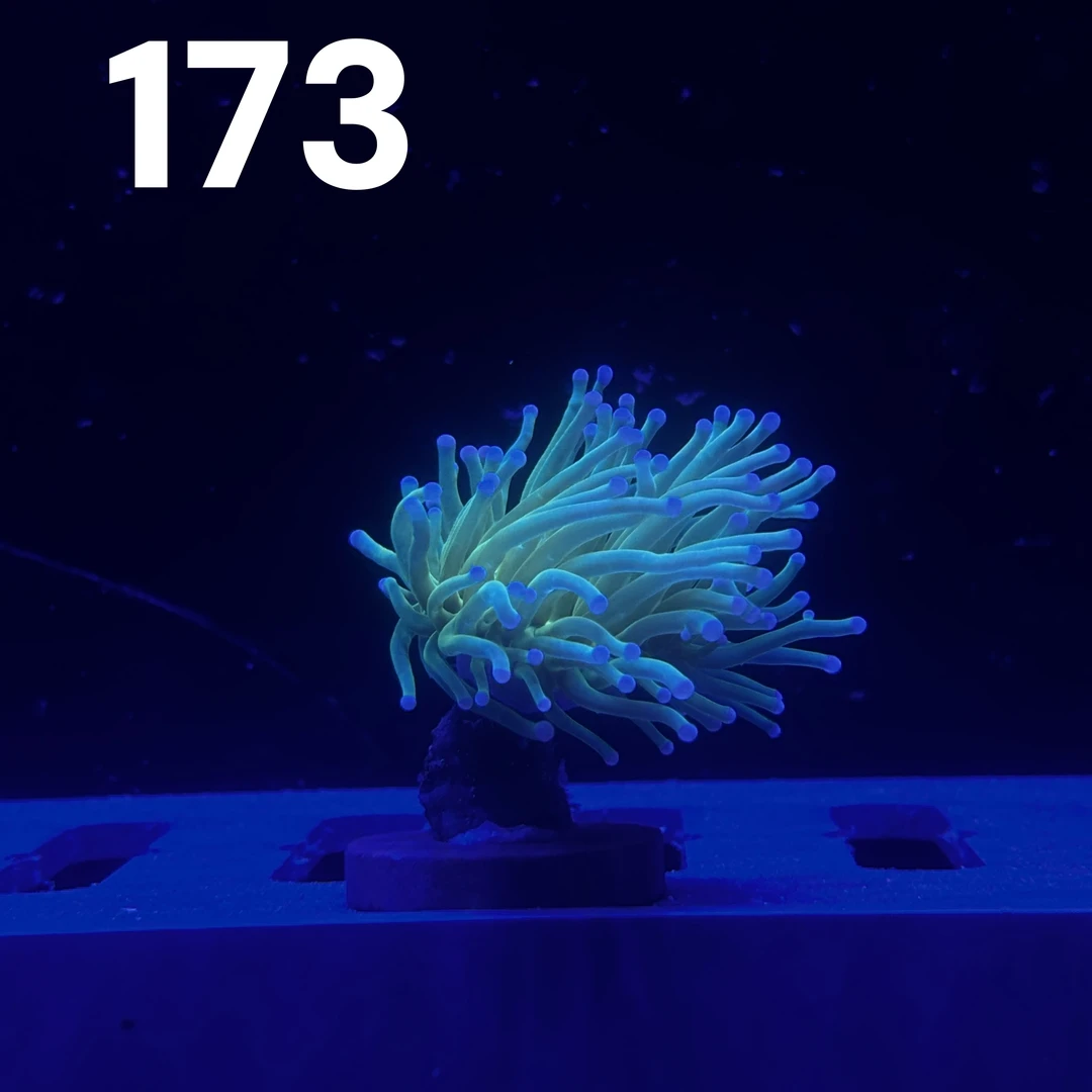 C12号一头/3S圣杯A级（粗头粗须）【所见所得 一物一拍】海缸珊瑚