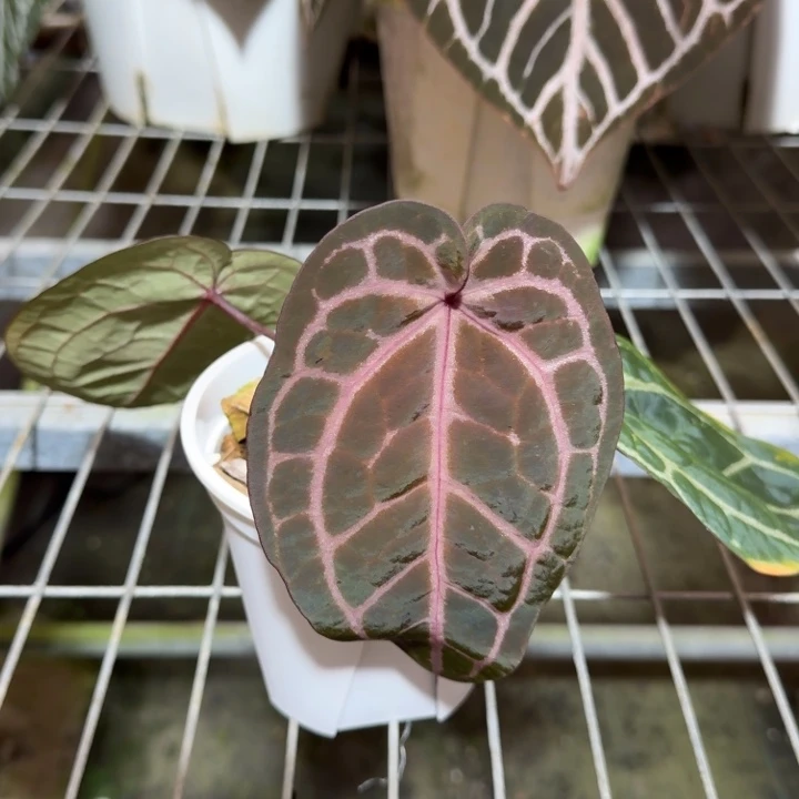 完全开放20黛紫花烛