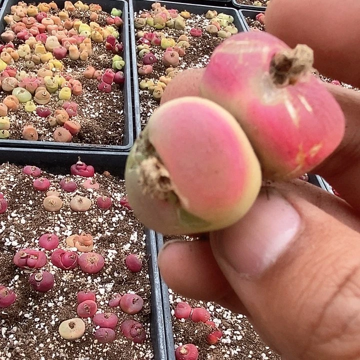 13555一颗   有伤