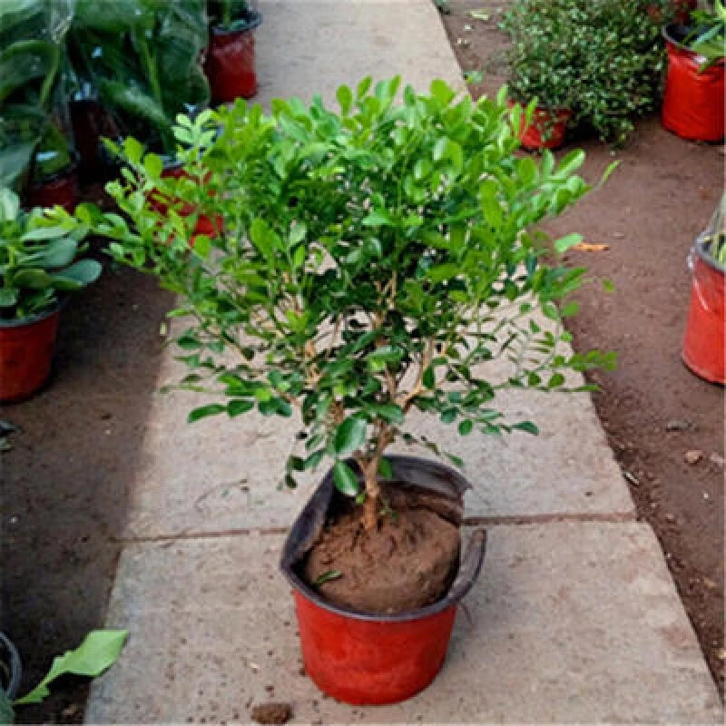 九里香盆栽独杆带花苞植物客厅阳台庭院盆景老桩浓香室内绿植花卉