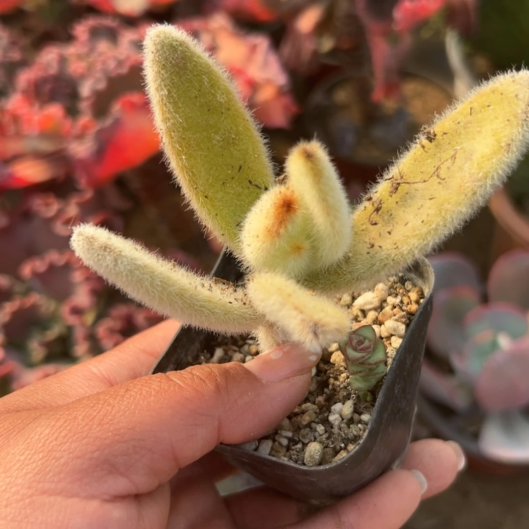 多肉植物多肉植物