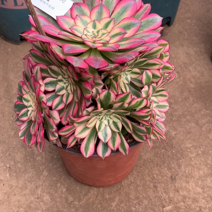 542红铜多肉植物特价