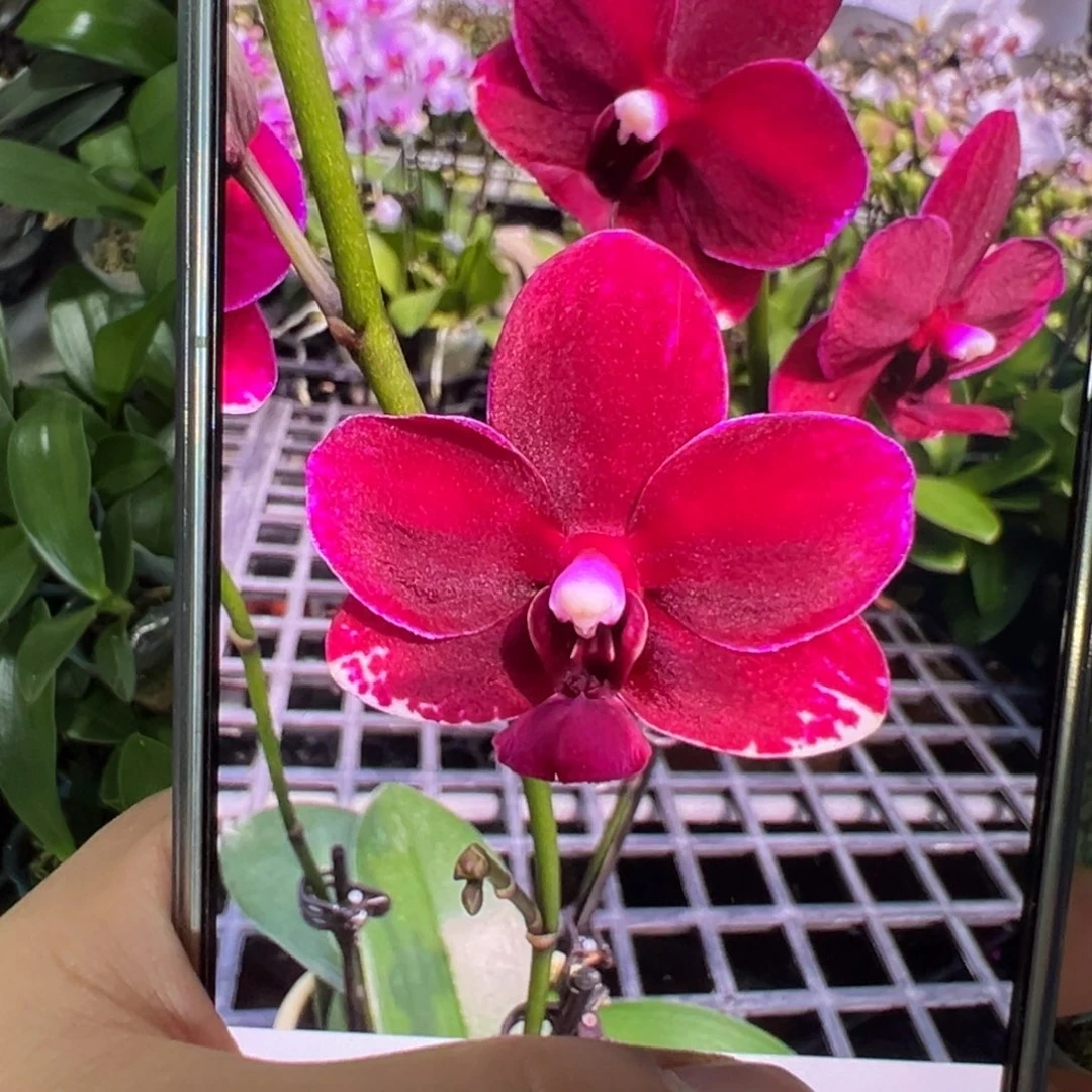 当前无花栽培后可以开花1 .7胭脂宝宝苗，凑单发货