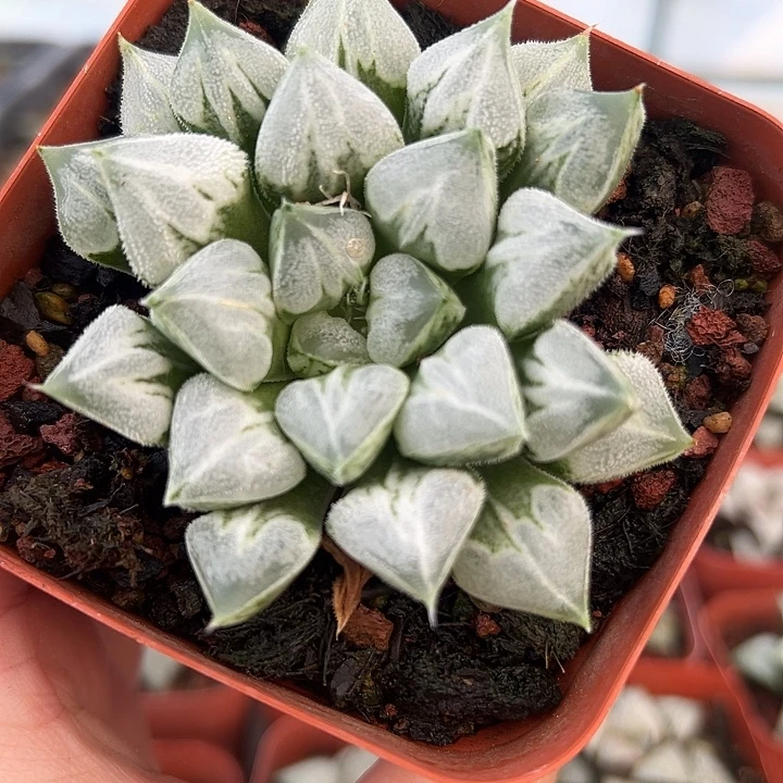 十二卷多肉爱心寿