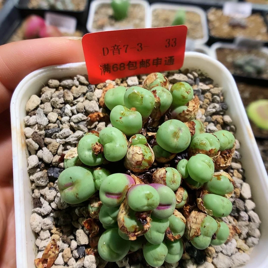 【闪购商品】7-3-33 小v嘴一群 35淋
