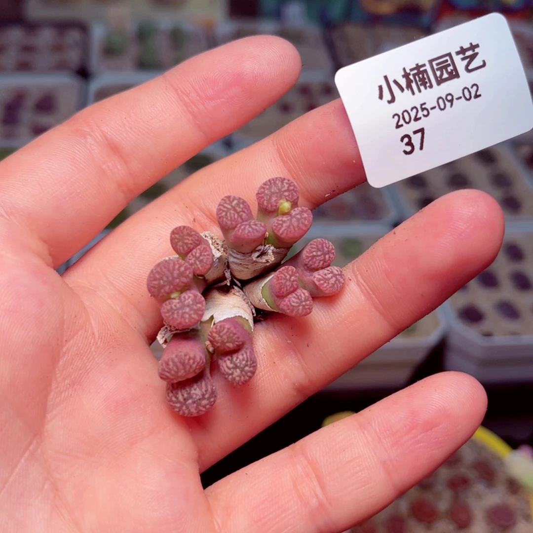 37号带盆包邮发货