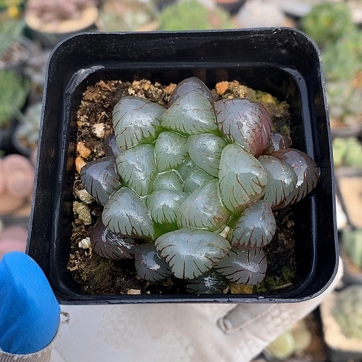 855 实生丸叶冰灯 带盆土 9.9包邮