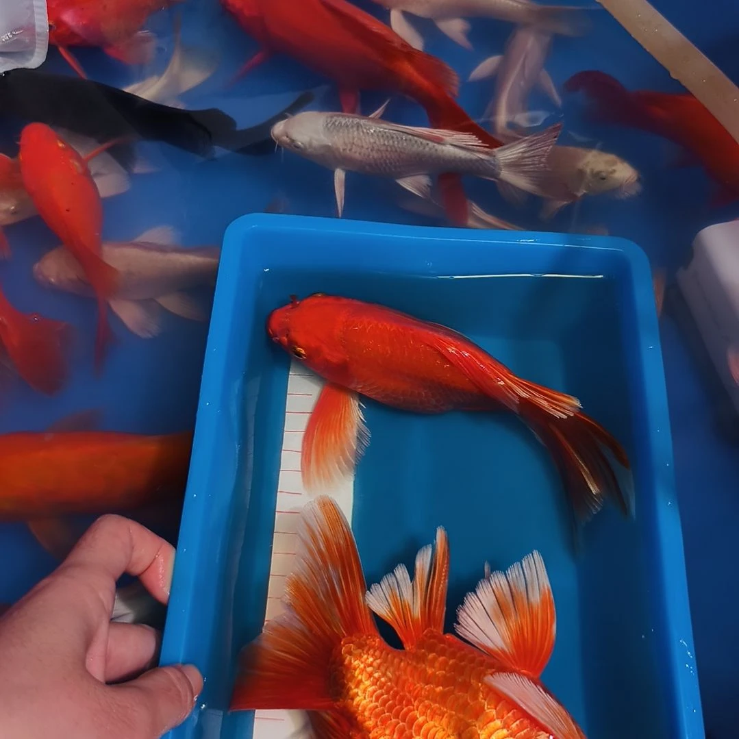 蝴蝶鲤鱼蝴蝶鲤红色2条