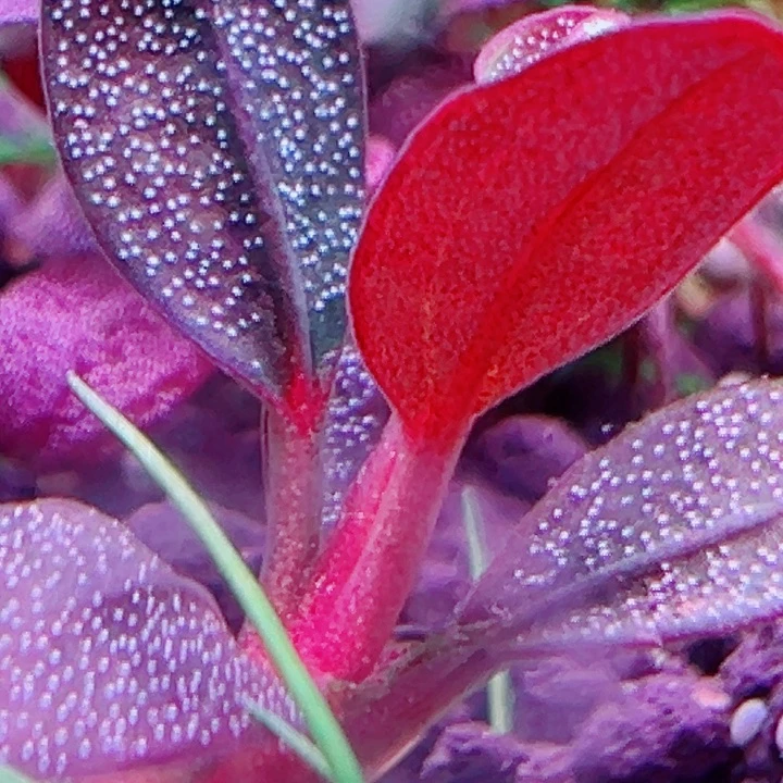 福利59号福利价植物一头（梅花