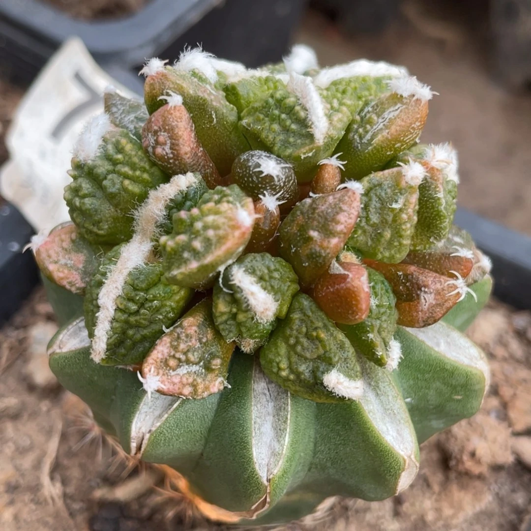 全部花朵散斑黑牡丹锦群体723