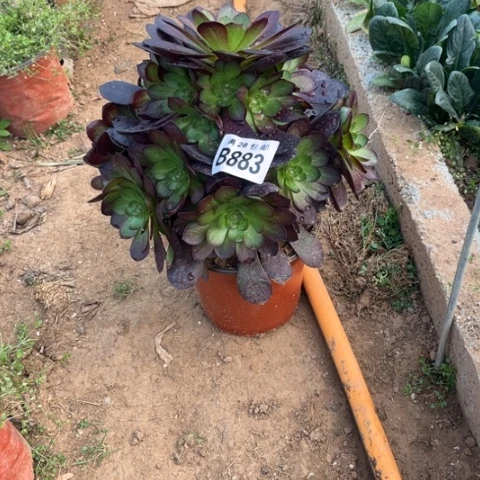 883赤焰莲二十包邮