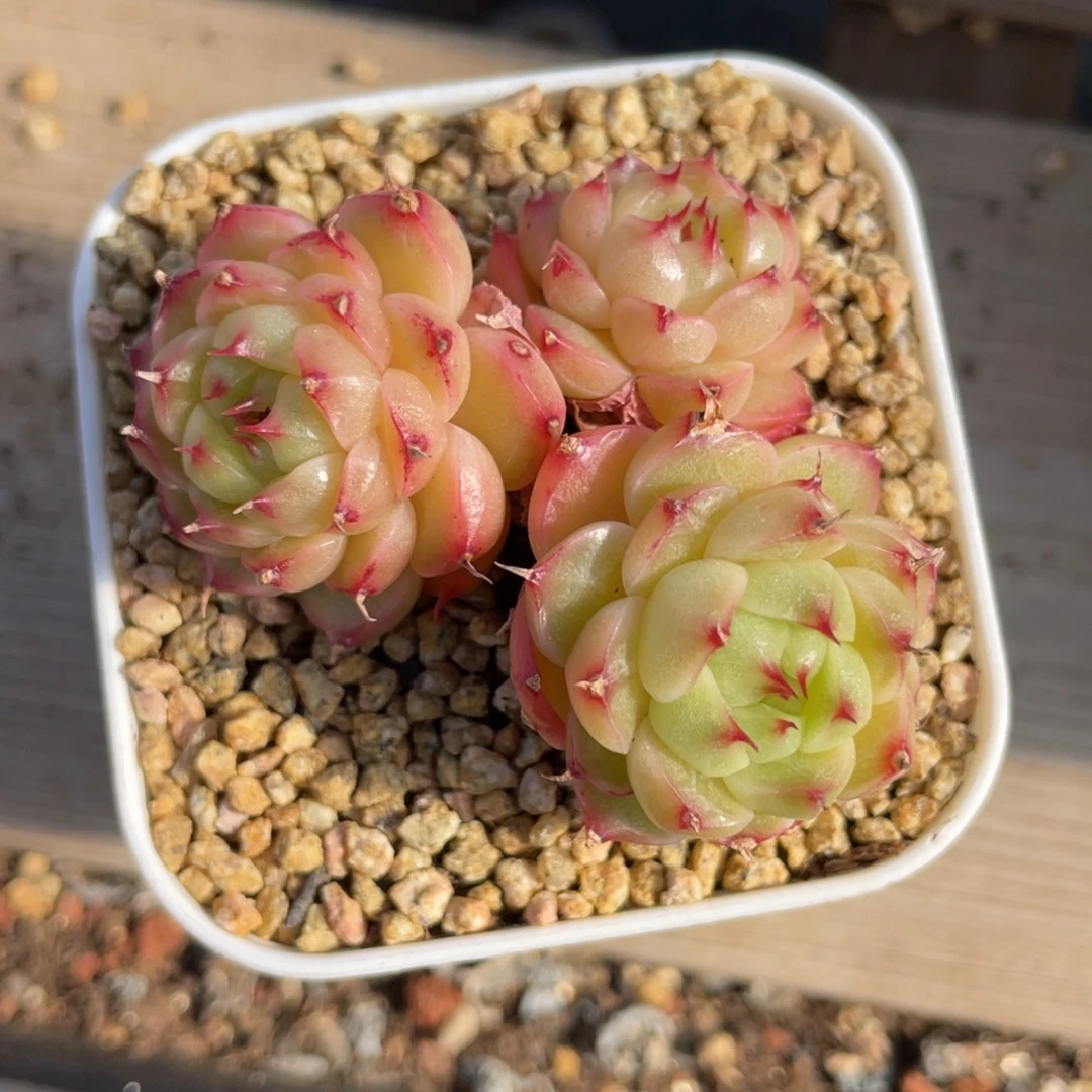 优选包子麦杆福利1946