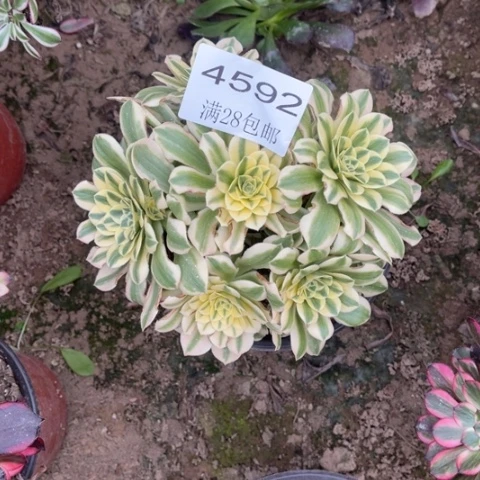 迈巴赫多肉多肉4592