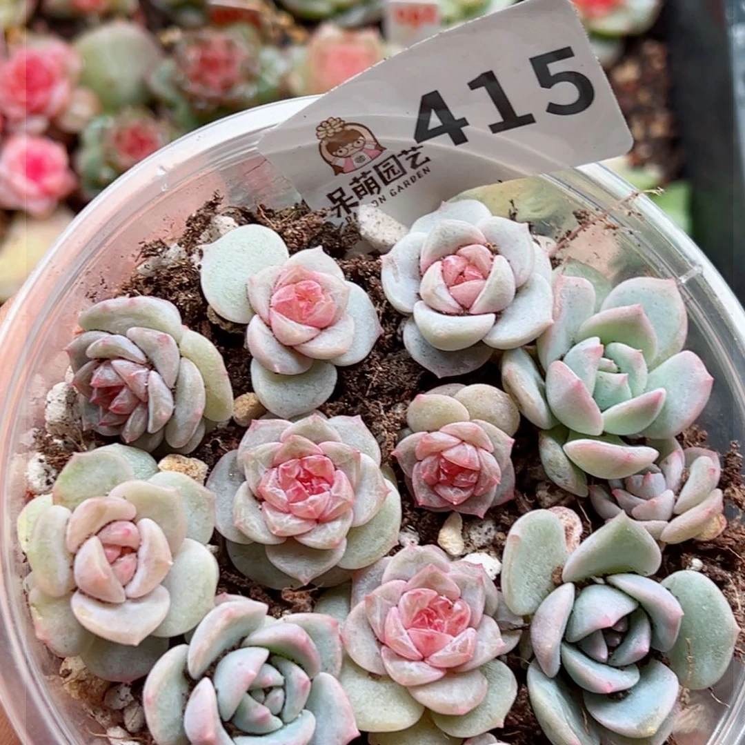 多肉植物多肉植物