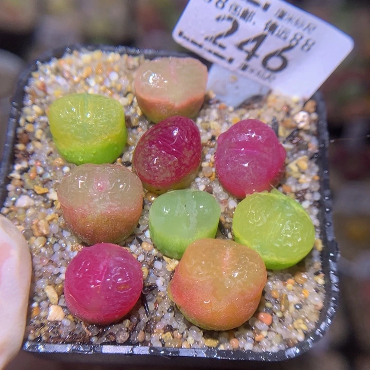 S精品生石花.246