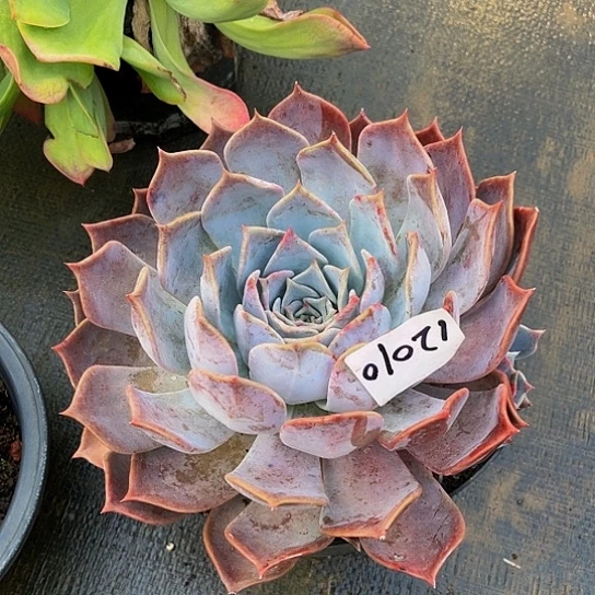 一***#露西娜爭12010