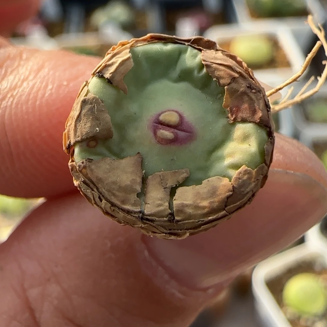 多肉单头嘟嘟嘴30号链接