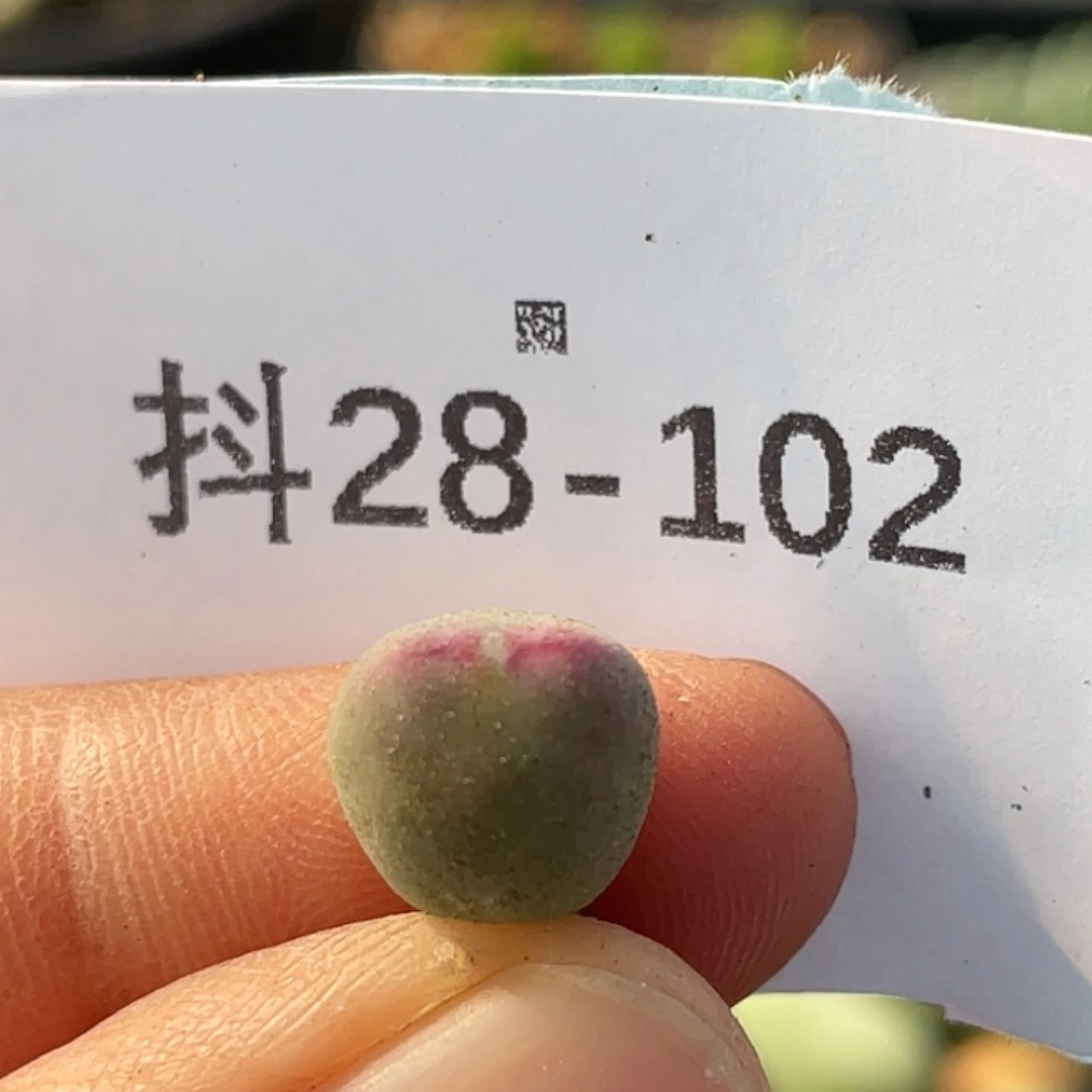 28-102毛比卡丘多肉植物