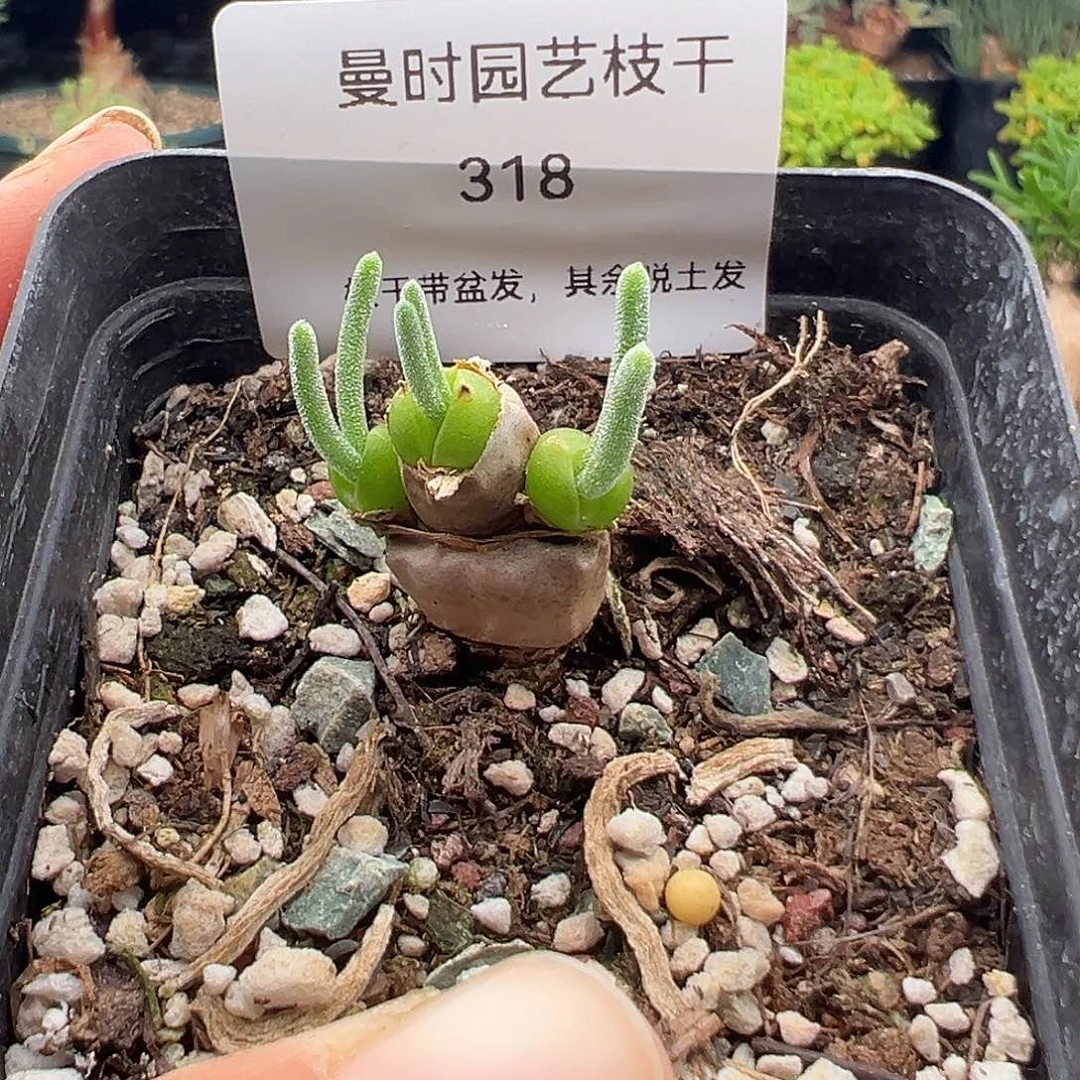 318号碧光环兔子11.8多肉