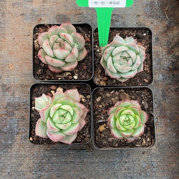 山**川杂交四颗➕7橙子杂